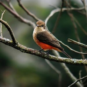 Pájaro Mosquero Cardenal